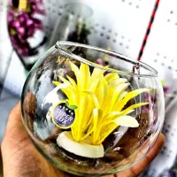 ماهی ردگپ|ماهی|شاهرود, |دیوار