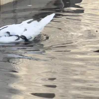 اردک اسراییلی|حیوانات مزرعه|رشت, پیرکلاچای|دیوار