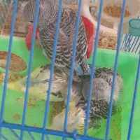 جوجه مرق عشق برای دستی کردن