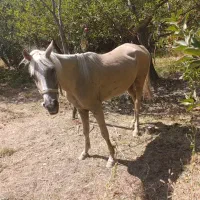 اسب سمند خوب کره  خوبی می دهد