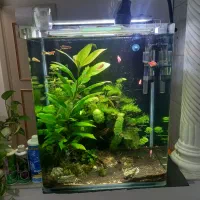 اکواریوم پلنت فوق حرفه ای