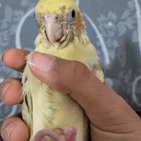 طوطی گمشده|حیوانات|شاهینشهر, گزبرخوار|دیوار