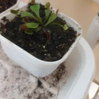 گیاه گوشتخوار