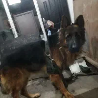 ژرمن شولاین نر 2 ساله، آماده