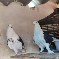 کفتر