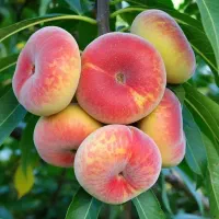 فروش نهال آلبالو سالم و ریشه دار|خدمات باغبانی و درختکاری|رشت, پسیخان|دیوار
