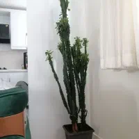 گیاه آپارتمانی|گل و گیاه طبیعی|اصفهان, سپاهان‌شهر|دیوار