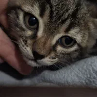 گربه کوچولو