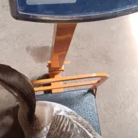 قوقاز اصل