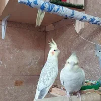 عروس هلندی|پرنده|کرمانشاه, |دیوار