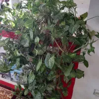 گل اپارتمانی|گل و گیاه طبیعی|اردبیل, |دیوار