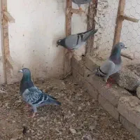 کبوتر پلاکی بشرط زدو خوردجفتی۴۰۰|پرنده|شیراز, اصلاح‌نژاد|دیوار