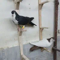 کبوتر فروشی