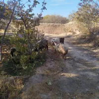 گوسفندوبز همراه کهره فروشی|حیوانات مزرعه|ماهان, |دیوار