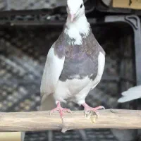 کفتر طوق
