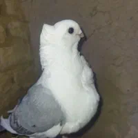پرنده