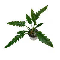 حراج پایان گلکده ی ارکیده تا آخر هفته...