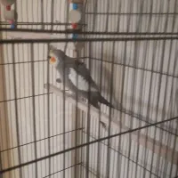 عروس هلندی دستی