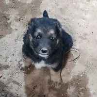 واگذاری توله افغان