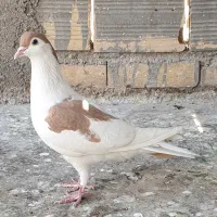 4 تا کفتر صید|پرنده|مشهد, نیزه|دیوار