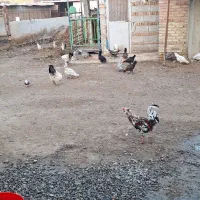 مرغ گلین لری اصل طبیعی|حیوانات مزرعه|پارسآباد, |دیوار