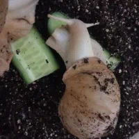 حلزون مولد|خزنده|آبادان, |دیوار