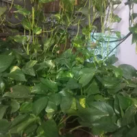 گل پتوس سبز و ابلق