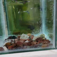 اکفاریوم ماهی گوپی