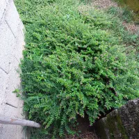 مرجان گل اناری سطل ۴|گل و گیاه طبیعی|چابکسر, |دیوار