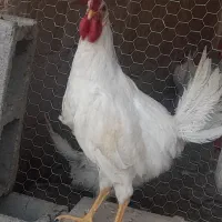 جوجه خروس گوشتی و دارویی