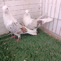 کبوتر رنگی نقش کبوتر کشتنی کبوتر پلاکی زاجر|پرنده|یزد, |دیوار