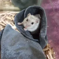 همستر مینیاتوری|موش و خرگوش|کرمان, |دیوار