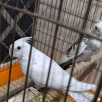 جوجه عروس هلندی البینو چشم شرابی ۲ماهه