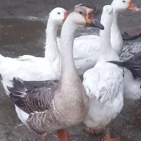 قوغازو اردک پروازی