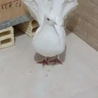 دم چتری نرو ماده|پرنده|قم, زنبیل آباد|دیوار