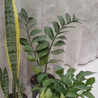 فروش گل یکجا|گل و گیاه طبیعی|فردیس, منظریه|دیوار