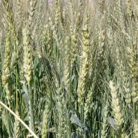 بذرگندم هیبرید اوکراینی|گل و گیاه طبیعی|شیراز, تحویلی|دیوار