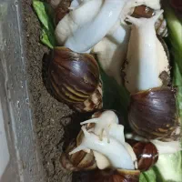 حلزون|خزنده|اسلام‌شهر, شهرک واوان|دیوار