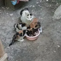 گربه پرشین خانگی