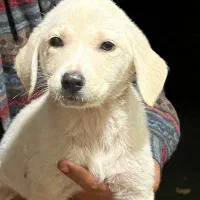 واگذاری رایگان سگ|سگ|رشت, حومه رشت|دیوار