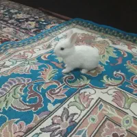 خرگوش