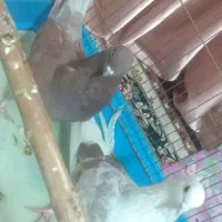 کفتر|پرنده|محمدشهر, کوی بهار|دیوار