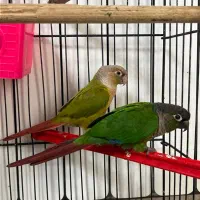 طوطی گرینچیک جفت