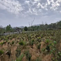 پلاک-یک-جنگل-زمین-250متری-سنددار