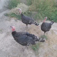بوقلمون جوان و سرحال