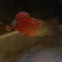 فلاور هورن|ماهی|تهران, صادقیه|دیوار