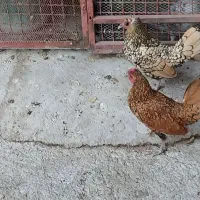 ی جفت مرغ خروس سبرایت اصیل|حیوانات مزرعه|هشتگرد, تهران دشت|دیوار