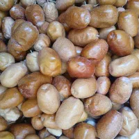سنجد خشک شده امسال|خوردنی و آشامیدنی|شیراز, درکی|دیوار