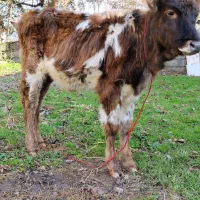 1 راس لیشه اس بدون حرف و حدیث|حیوانات مزرعه|سنگر, |دیوار