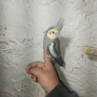 عروس هلندی|پرنده|کهریزک, |دیوار